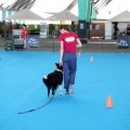 Exposición canina