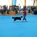 Exposición canina
