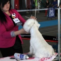 Exposición canina