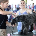 Exposición canina