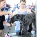 Exposición canina