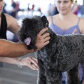 Exposición canina