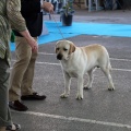 Exposición canina