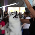 Exposición canina