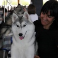 Exposición canina