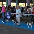Exposición canina