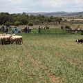 Castellón, Ares 2014