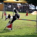 Prueba de agility