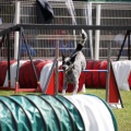 Prueba de agility