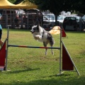 Prueba de agility