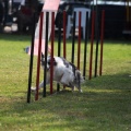 Prueba de agility