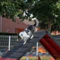 Prueba de agility