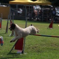 Prueba de agility