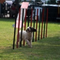 Prueba de agility