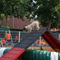 Prueba de agility