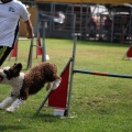 Prueba de agility