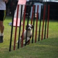 Prueba de agility