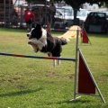 Prueba de agility