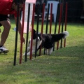 Prueba de agility