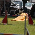 Prueba de agility