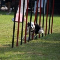 Prueba de agility