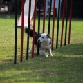 Prueba de agility