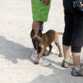 Prueba de agility