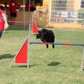 Prueba de agility