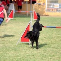 Prueba de agility