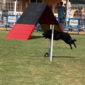 Prueba de agility