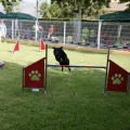 Prueba de agility