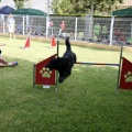 Prueba de agility