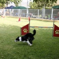 Prueba de agility