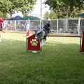 Prueba de agility