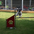 Prueba de agility