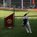 Prueba de agility