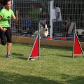 Prueba de agility