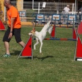 Prueba de agility