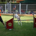 Prueba de agility