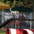 Prueba de agility