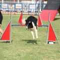 Prueba de agility