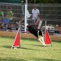 Prueba de agility