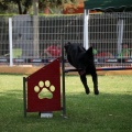 Prueba de agility