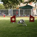 Prueba de agility