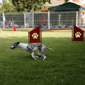 Prueba de agility