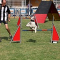 Prueba de agility