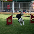 Prueba de agility