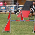 Prueba de agility