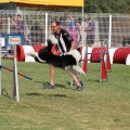 Prueba de agility