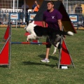 Prueba de agility